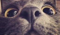 热点爆料猫猫视频,网友直呼“治愈系”